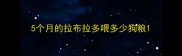 5个月的拉布拉多喂多少狗粮