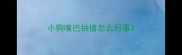 小狗嘴巴抽搐怎么回事