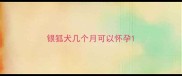 银狐犬几个月可以怀孕