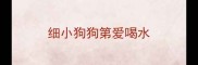 细小狗狗第爱喝水