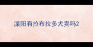 溧阳有拉布拉多犬卖吗