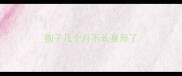 狗子几个月不长身形了