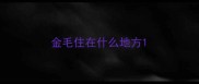 金毛住在什么地方