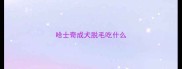 哈士奇成犬脱毛吃什么