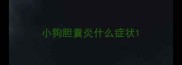 小狗胆囊炎什么症状