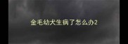 金毛幼犬生病了怎么办