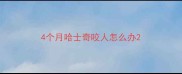 4个月哈士奇咬人怎么办
