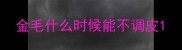 金毛什么时候能不调皮