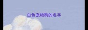 白色宠物狗的名字