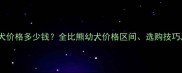 4个月比熊犬价格多少钱全比熊幼犬价格区间选购技巧及饲养指南