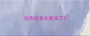 拉布拉多太能闹了