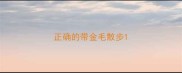 正确的带金毛散步