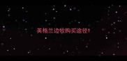 英格兰边牧购买途径