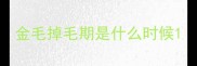 金毛掉毛期是什么时候