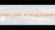 眼睛像哈士奇的狗是什么品种哈士奇混血犬的品种特征与饲养指南
