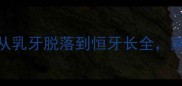 边牧换牙期全攻略从乳牙脱落到恒牙长全家长必看的6个关键点