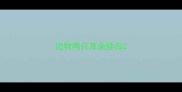 边牧两只耳朵挂白