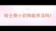 哈士奇小奶狗能养活吗