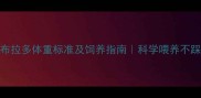 拉布拉多体重标准及饲养指南科学喂养不踩坑