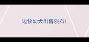 边牧幼犬出售陨石