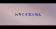 拉布拉多喜欢喝水