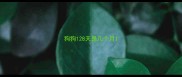 狗狗128天是几个月