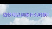 边牧可以训练什么时候