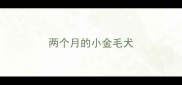 两个月的小金毛犬