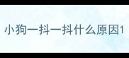 小狗一抖一抖什么原因