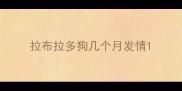 拉布拉多狗几个月发情