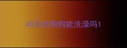 40天的狗狗能洗澡吗
