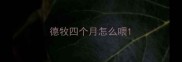 德牧四个月怎么喂