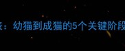 暹罗猫成年时间表幼猫到成猫的5个关键阶段你了解几个