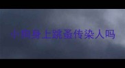 小狗身上跳蚤传染人吗