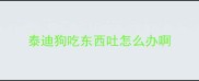 泰迪狗吃东西吐怎么办啊