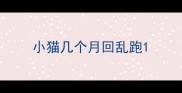 小猫几个月回乱跑
