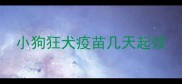 小狗狂犬疫苗几天起效