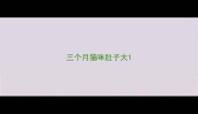 三个月猫咪肚子大