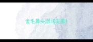 金毛鼻头湿润发黑