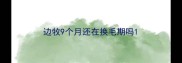 边牧9个月还在换毛期吗