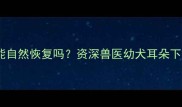 金毛飞耳能自然恢复吗资深兽医幼犬耳朵下垂全攻略