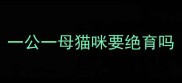 一公一母猫咪要绝育吗