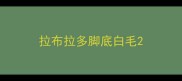 拉布拉多脚底白毛