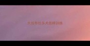 大拉布拉多犬怎样训练