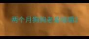 两个月狗狗老是咀嚼