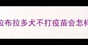 拉布拉多犬不打疫苗会怎样