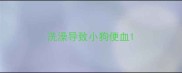 洗澡导致小狗便血