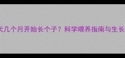 边牧幼犬几个月开始长个子科学喂养指南与生长周期全