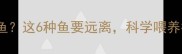 边牧能吃哪些鱼这6种鱼要远离科学喂养指南必看