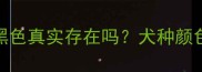 拉布拉多纯黑色真实存在吗犬种颜色与选购指南
